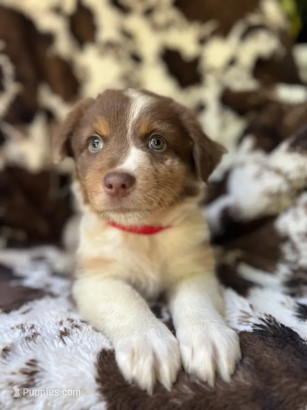 Cotton Candy – Australian Shepherd puppy for sale in Wayne, WV
