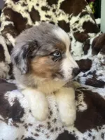 Sherbet Swirl, a female Australian Shepherd for sale in Wayne, WV – 9 of 9