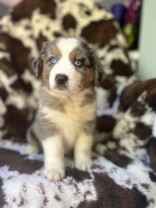 Sherbet Swirl – Australian Shepherd puppy for sale in Wayne, WV