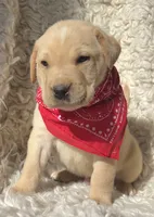 Olaf, a male Labrador Retriever for sale in Wayne, WV – Photo 2 of 3