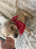 Olaf, a male Labrador Retriever for sale in Wayne, WV – Photo 3 of 3