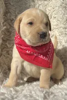 Olaf, a male Labrador Retriever for sale in Wayne, WV – Photo 1 of 3