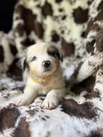 Breezeberry, a female Australian Shepherd for sale in Wayne, WV – 8 of 8