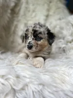 Blackberry Lemonade, a female Australian Shepherd for sale in Wayne, WV – Photo 9 of 10