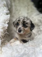 Blackberry Lemonade, a female Australian Shepherd for sale in Wayne, WV – Photo 3 of 10