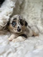 Blackberry Lemonade, a female Australian Shepherd for sale in Wayne, WV – Photo 5 of 10
