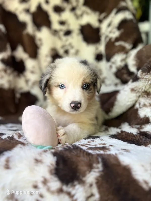 Breezeberry – Australian Shepherd puppy for sale in Wayne, WV