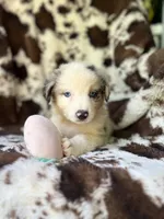 Breezeberry, a female Australian Shepherd for sale in Wayne, WV – 1 of 8