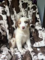 Dream Float, a male Australian Shepherd for sale in Wayne, WV – 7 of 8