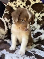 Cotton Candy, a male Australian Shepherd for sale in Wayne, WV – 6 of 7