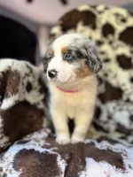 Pink Slush, a female Australian Shepherd for sale in Wayne, WV – 5 of 7