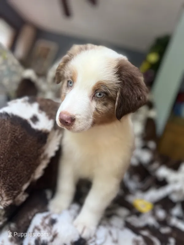 Cherry Slush – Australian Shepherd puppy for sale in Wayne, WV