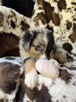 Witch's Brew, a female Australian Shepherd for sale in Wayne, WV – 6 of 6