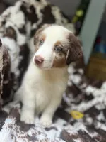 Cherry Slush, a male Australian Shepherd for sale in Wayne, WV – 7 of 9