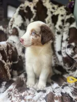 Cherry Slush, a male Australian Shepherd for sale in Wayne, WV – 6 of 9