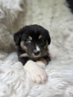 Mango Lemonade, a male Australian Shepherd for sale in Wayne, WV – Photo 6 of 10