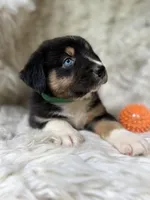 Mango Lemonade, a male Australian Shepherd for sale in Wayne, WV – Photo 5 of 10