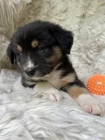 Mango Lemonade, a male Australian Shepherd for sale in Wayne, WV – Photo 8 of 10