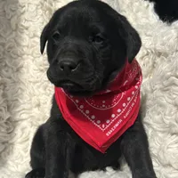 Kristoff, a male Labrador Retriever for sale in Wayne, WV – Photo 2 of 4