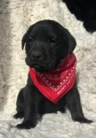 Kristoff, a male Labrador Retriever for sale in Wayne, WV – Photo 1 of 3