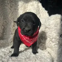 Kristoff, a male Labrador Retriever for sale in Wayne, WV – Photo 4 of 4