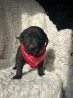 Kristoff, a male Labrador Retriever for sale in Wayne, WV – Photo 3 of 3