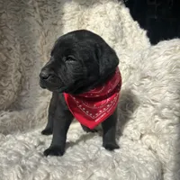 Kristoff, a male Labrador Retriever for sale in Wayne, WV – Photo 3 of 4