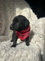 Kristoff, a male Labrador Retriever for sale in Wayne, WV – Photo 2 of 3