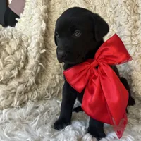 Anna, a female Labrador Retriever for sale in Wayne, WV – Photo 3 of 4