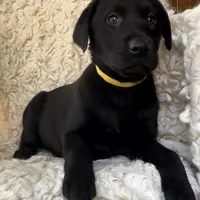 Anna, a female Labrador Retriever for sale in Wayne, WV – Photo 1 of 4