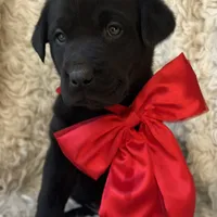 Anna, a female Labrador Retriever for sale in Wayne, WV – Photo 2 of 4