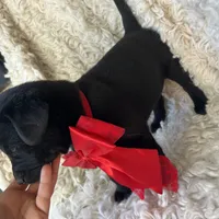 Anna, a female Labrador Retriever for sale in Wayne, WV – Photo 4 of 4