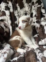 Dream Float, a male Australian Shepherd for sale in Wayne, WV – 3 of 8