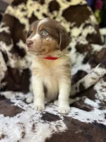 Cotton Candy, a male Australian Shepherd for sale in Wayne, WV – 3 of 7