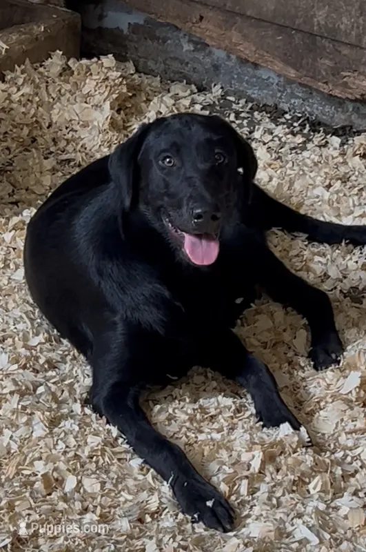 Oaken – Labrador Retriever puppy for sale in Wayne, WV