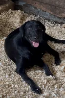 Oaken, a male Labrador Retriever for sale in Wayne, WV – 1 of 6