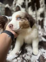 Cherry Slush, a male Australian Shepherd for sale in Wayne, WV – 4 of 9