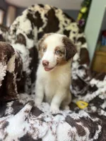 Cherry Slush, a male Australian Shepherd for sale in Wayne, WV – 5 of 9