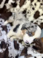 Pink Slush, a female Australian Shepherd for sale in Wayne, WV – 2 of 7
