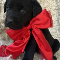 Honeymaren, a female Labrador Retriever for sale in Wayne, WV – Photo 2 of 4