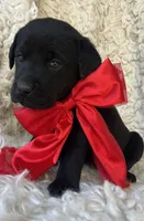 Honeymaren, a female Labrador Retriever for sale in Wayne, WV – Photo 1 of 3