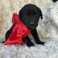 Honeymaren, a female Labrador Retriever for sale in Wayne, WV – Photo 3 of 4