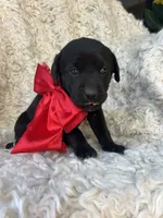 Honeymaren, a female Labrador Retriever for sale in Wayne, WV – Photo 2 of 3