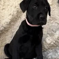 Honeymaren, a female Labrador Retriever for sale in Wayne, WV – Photo 1 of 4