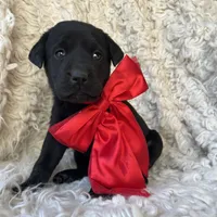 Honeymaren, a female Labrador Retriever for sale in Wayne, WV – Photo 4 of 4