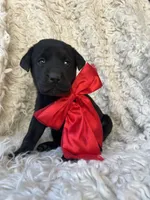 Honeymaren, a female Labrador Retriever for sale in Wayne, WV – Photo 3 of 3