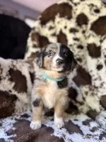 Witch's Brew, a female Australian Shepherd for sale in Wayne, WV – 3 of 6