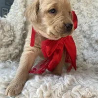 Elsa, a female Labrador Retriever for sale in Wayne, WV – Photo 4 of 4