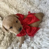 Elsa, a female Labrador Retriever for sale in Wayne, WV – Photo 2 of 4