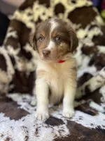 Cotton Candy, a male Australian Shepherd for sale in Wayne, WV – 7 of 7
